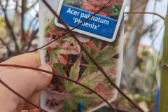 ACER-PALMATUM-PHOENIX