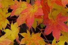 ACER-PALMATUM-SAOSHIKA-2