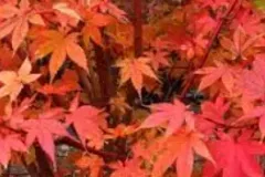 ACER-PALMATUM-SAOSHIKA-AUTOMNE