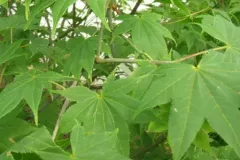 ACER-PALMATUM-SAOSHIKA