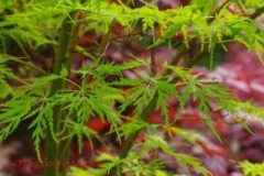 ACER-PALMATUM-SEIRYU-PRINTEMPS