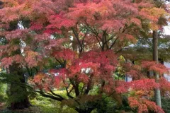 ACER-PALMATUM-SEIRYU