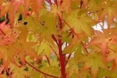 ACER-PALMATUM-SENKAKI-FALL