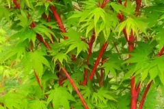 ACER-PALMATUM-SENKAKI