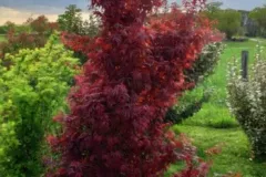 ACER-PALMATUM-SKEETER-S-BROOM-2