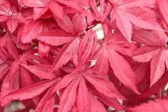 ACER-PALMATUM-SKEETER-S-BROOM