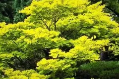 ACER-PALMATUM-SUMMER-GOLD-1