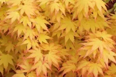 ACER-PALMATUM-SUMMER-GOLD-2