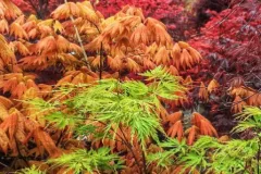 ACER-PALMATUM