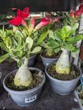 ADENIUM-ROSE-DU-DESERT