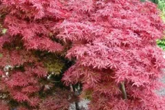 acer-palmatum-SHAINA-2