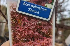 acer-palmatum-SHAINA