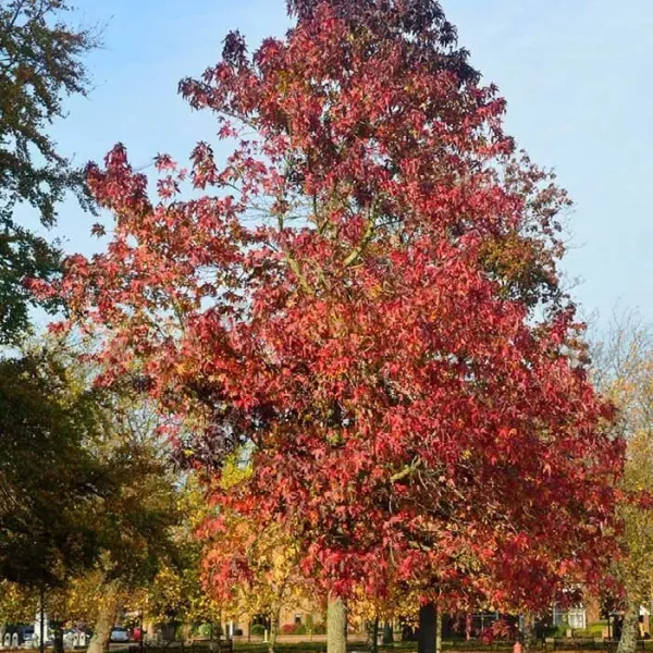 1_liquidambar-styraciflua1