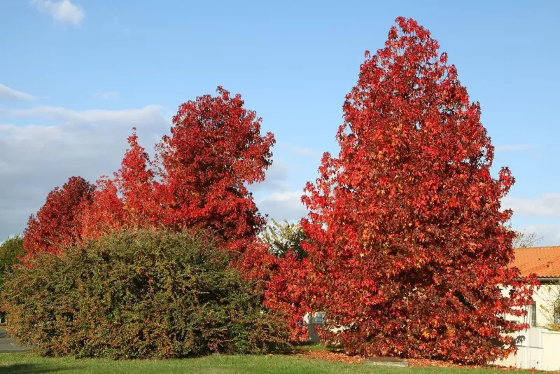 ARBRE-PETIT-liquidambar