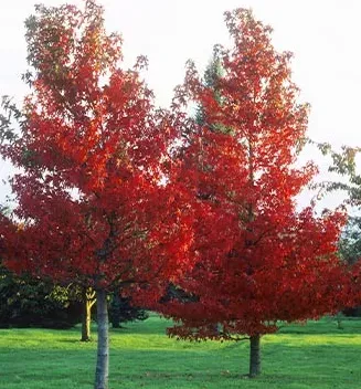 LIQUIDAMBAR-ROUGE