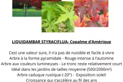 1_LIQUIDAMBAR