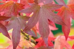 1_liquidambar-styraciflua