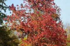 1_liquidambar-styraciflua1