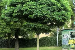 ARBRE-PETIT-ACCACIA-BOULE-robinia-pseudoacacia