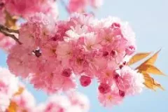 ARBRE-PETIT-CERISIER-PRUNUS-SERRULATA-1