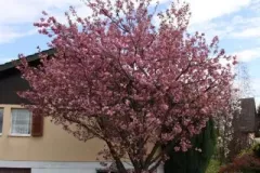 ARBRE-PETIT-CERISIER-PRUNUS-SERRULATA