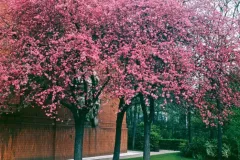 ARBRE-PETIT-MALUS-COCINEA