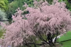 ARBRE-PETIT-TAMARIX-TETRANDRA