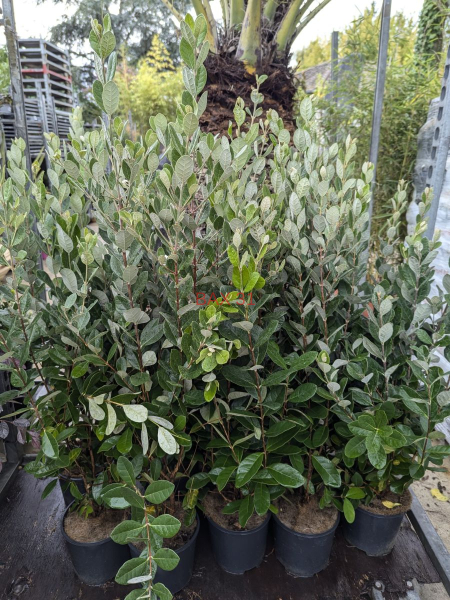 FEIJOA-GOYAVIER-DU-BRESIL-2