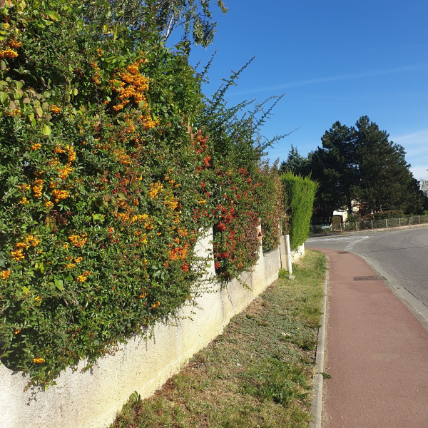 HAIE-BRISE-VUE