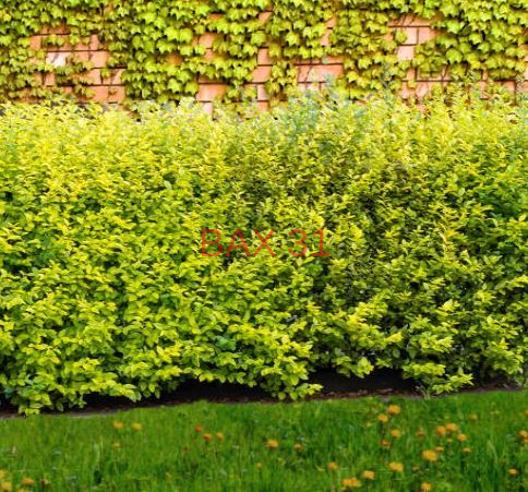 HAIE-DE-TROENE-DE-CALIFORNIE-LIGUSTRUM-OVALIFOLIUM-AUREUM
