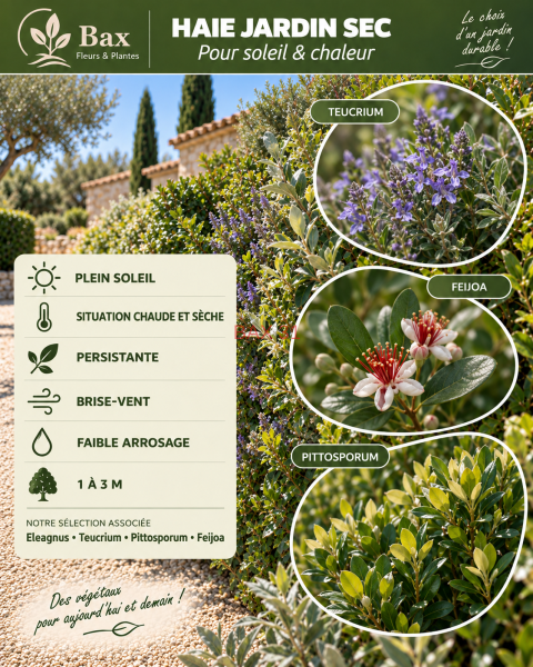 Haie-Vegetale-Jardin-Sec