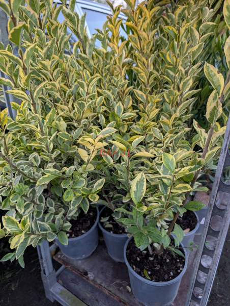 LIGUSTRUM