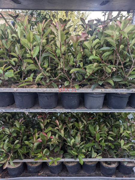 PHOTINIA RED ROBIN