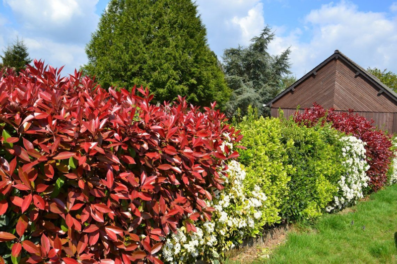 PHOTINIA-3