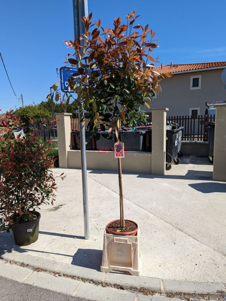 PHOTINIA-SUR-TIGE