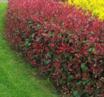 PHOTINIA