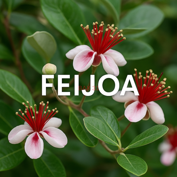feijoa-Goyavier-du-bresil