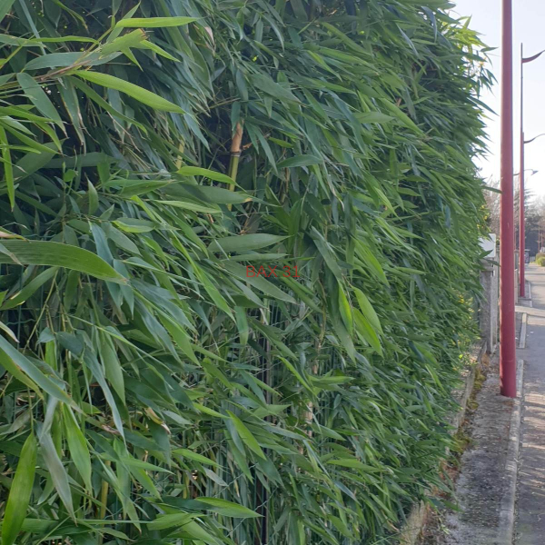 haie-vegetale-1