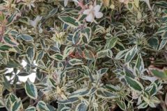 ABELIA-CONFETTI ABELIA-CONFETTI