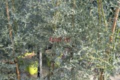 EUCALYPTUS-GUNNI-FRANCE-BLEU