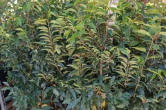 Laureier-Du-Portugal-Grand-Pot-110-120-Cm-29e