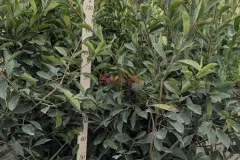 PHOTINIA-160-170-cm