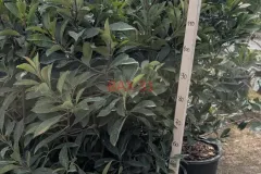 PHOTINIA-170-180-cm