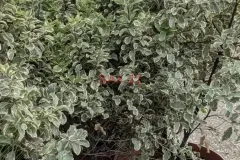 PITTOSPORUM-TENUIFOLIUM