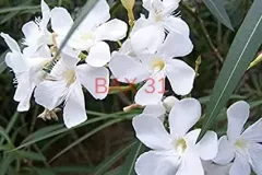 laurier-rose-blanc