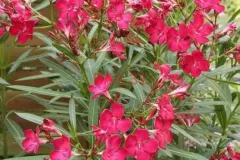 laurier-rose-rouge