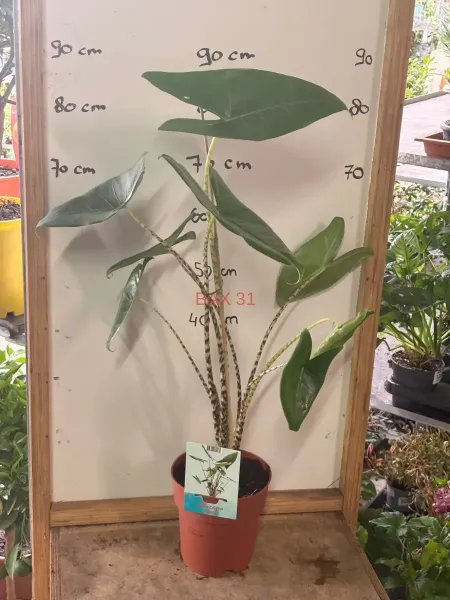 1_Alocasia_Zebrina.webp