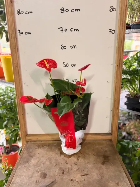 1_Anthurium.webp