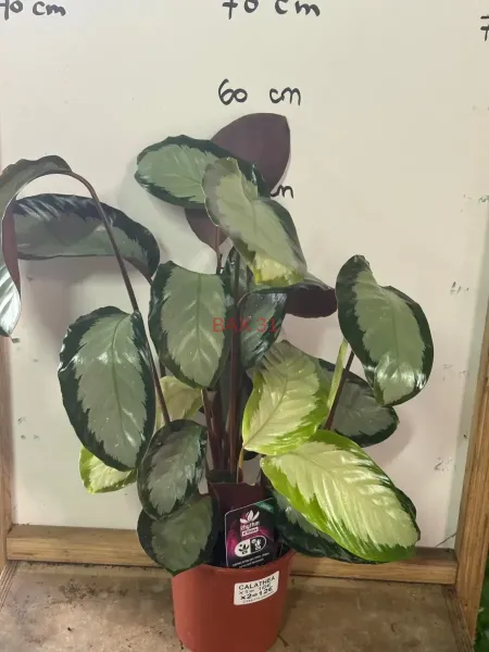 1_Calathea_Picturata_Argentea.webp