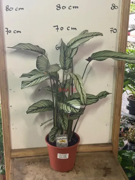 1_Calathea_White_Star.webp